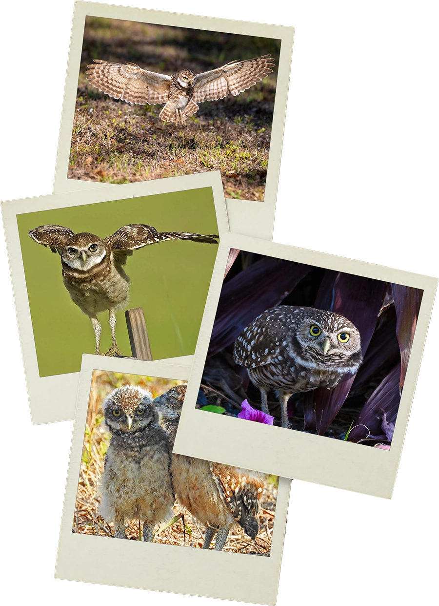 2023_Burrowing_Owl_Photo_Contest_Winner_Photo_Collage