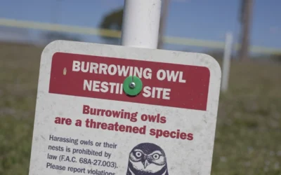 ‘HOO’ WANTS TO SELL? The City of Cape Coral could purchase your property for Burrowing Owls