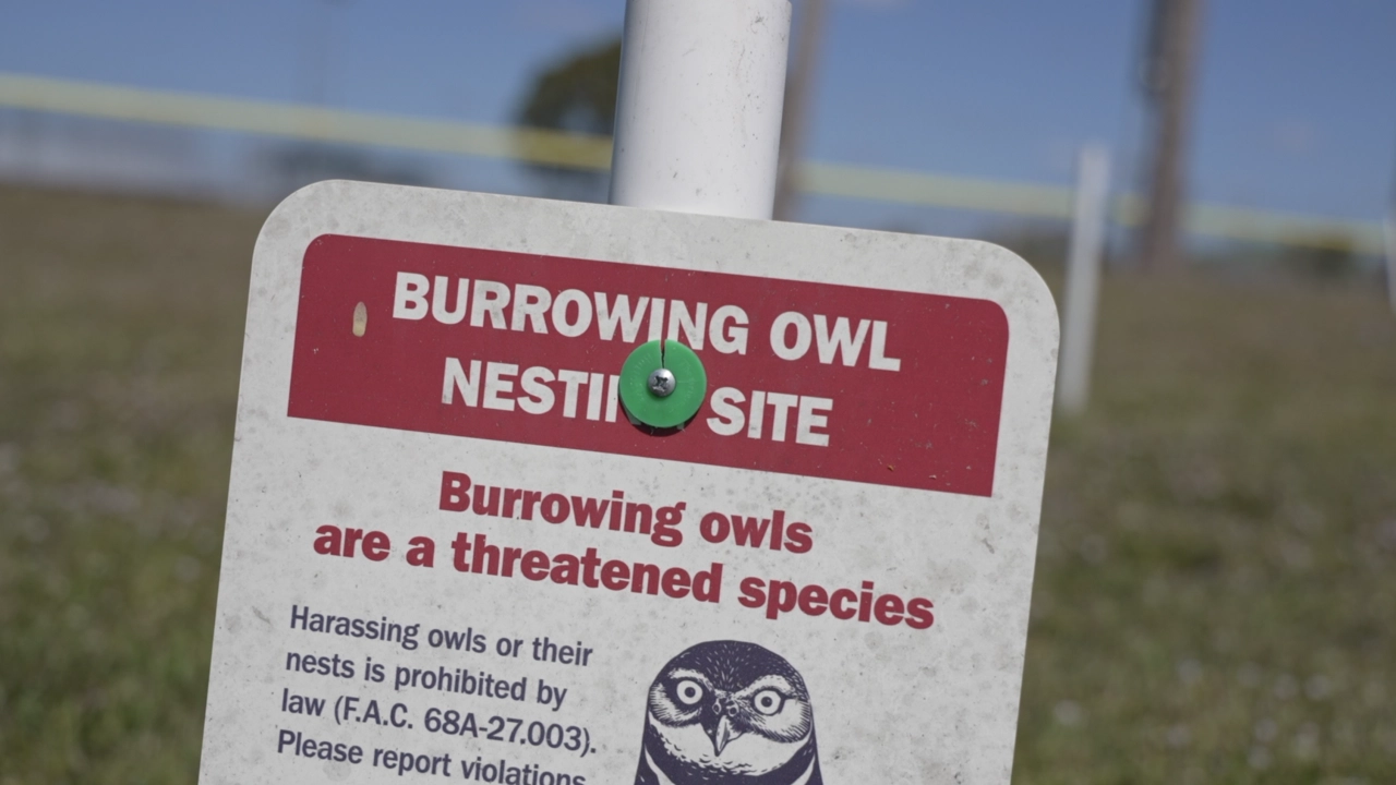 Burrowing_Owl_Nesting_Site_Credit_FOX4