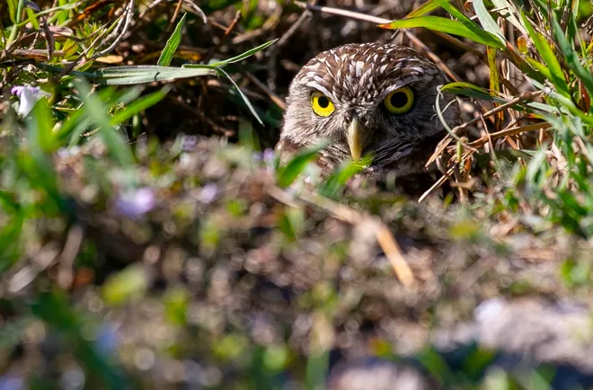 Early birds Burrowing owl nesting season reaches its peak