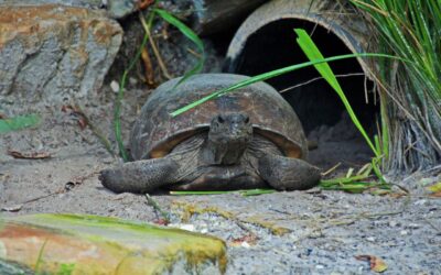 Gopher Tortoise Day April 10, 2024