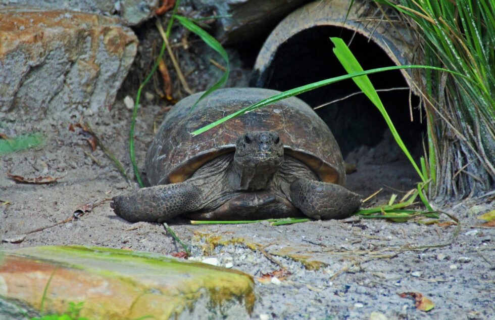 Gopher Tortoise Day April 10, 2024 | Cape Coral Friends of Wildlife