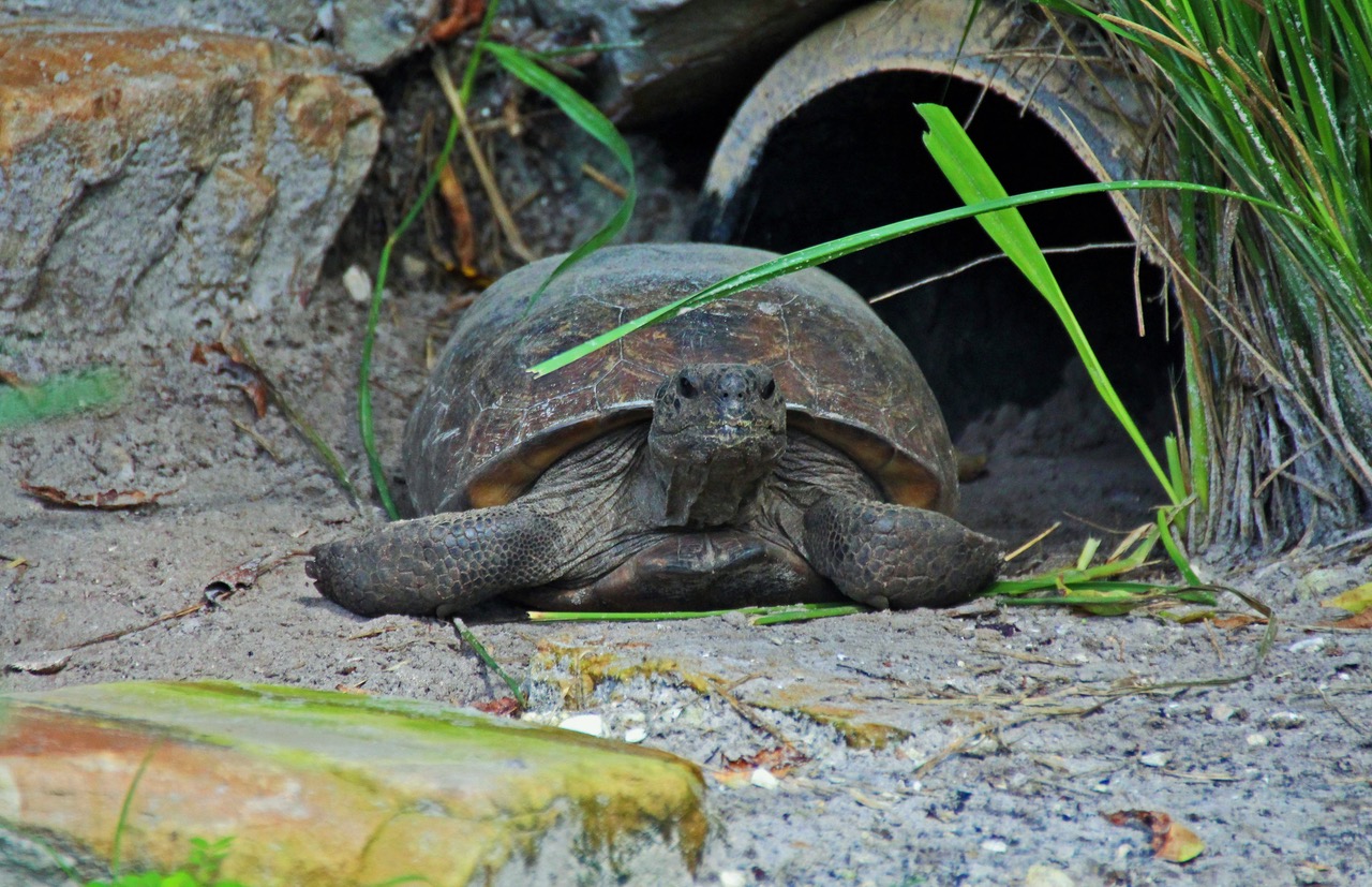 Gopher Tortoise, photo by Michele Schneider