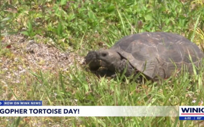 Gopher Tortoise Day: SWFL celebrates threatened reptile’s big day