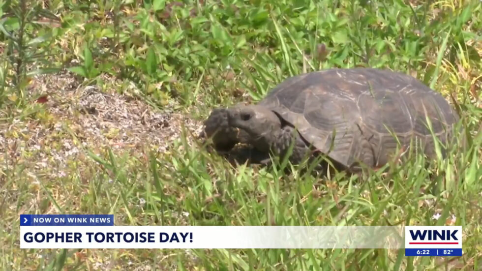 Gopher Tortoise Day: SWFL celebrates threatened reptile’s big day ...