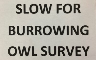 PSA: Burrowing Owl Census This Saturday