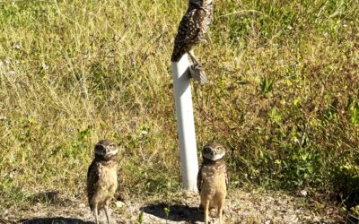 What You Can Do to Help Burrowing Owls During Nesting Season