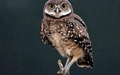 2024 Burrowing Owl Photo Contest Results