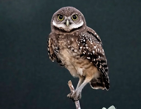 2024 Burrowing Owl Photo Contest Results