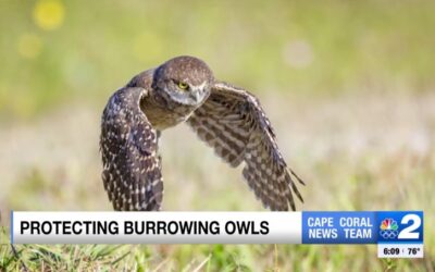 Heavy rain threatens burrowing owl homes in Cape Coral