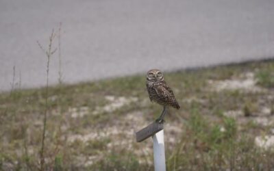 Cape Coral Friends of Wildlife could purchase your property for the city’s official bird