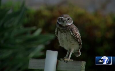 Annual Count for Cape Coral Burrowing Owls underway