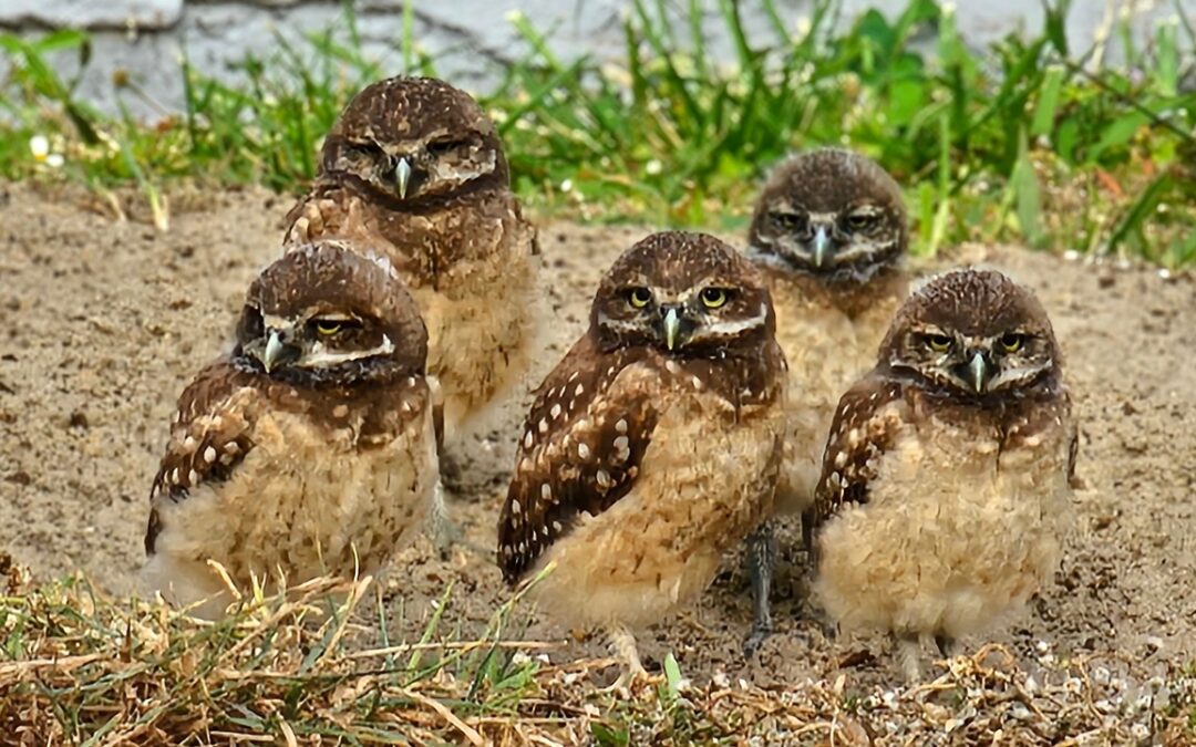 2024 Burrowing Owl Census Results