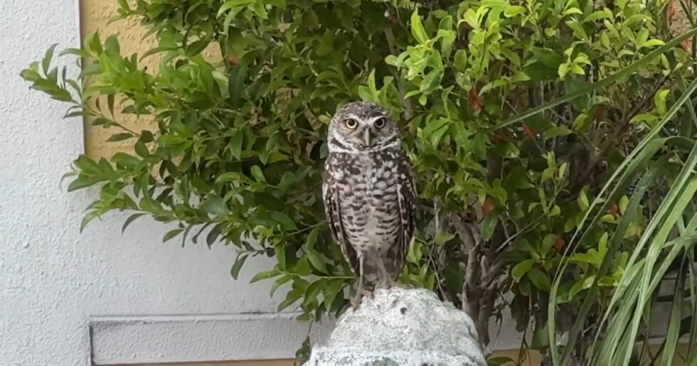 Saving Burrowing Owls in the Rain | Cape Coral Friends of Wildlife