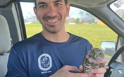 Nick Jennings from FWC to Discuss Burrowing Owls