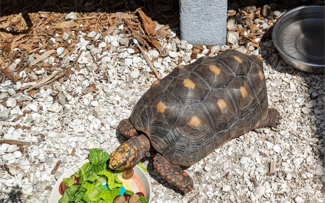 Captain Redfoot, a South American tortoise is Cape Coral Friends of Wildlife’s September “Volunteer of the Month.”