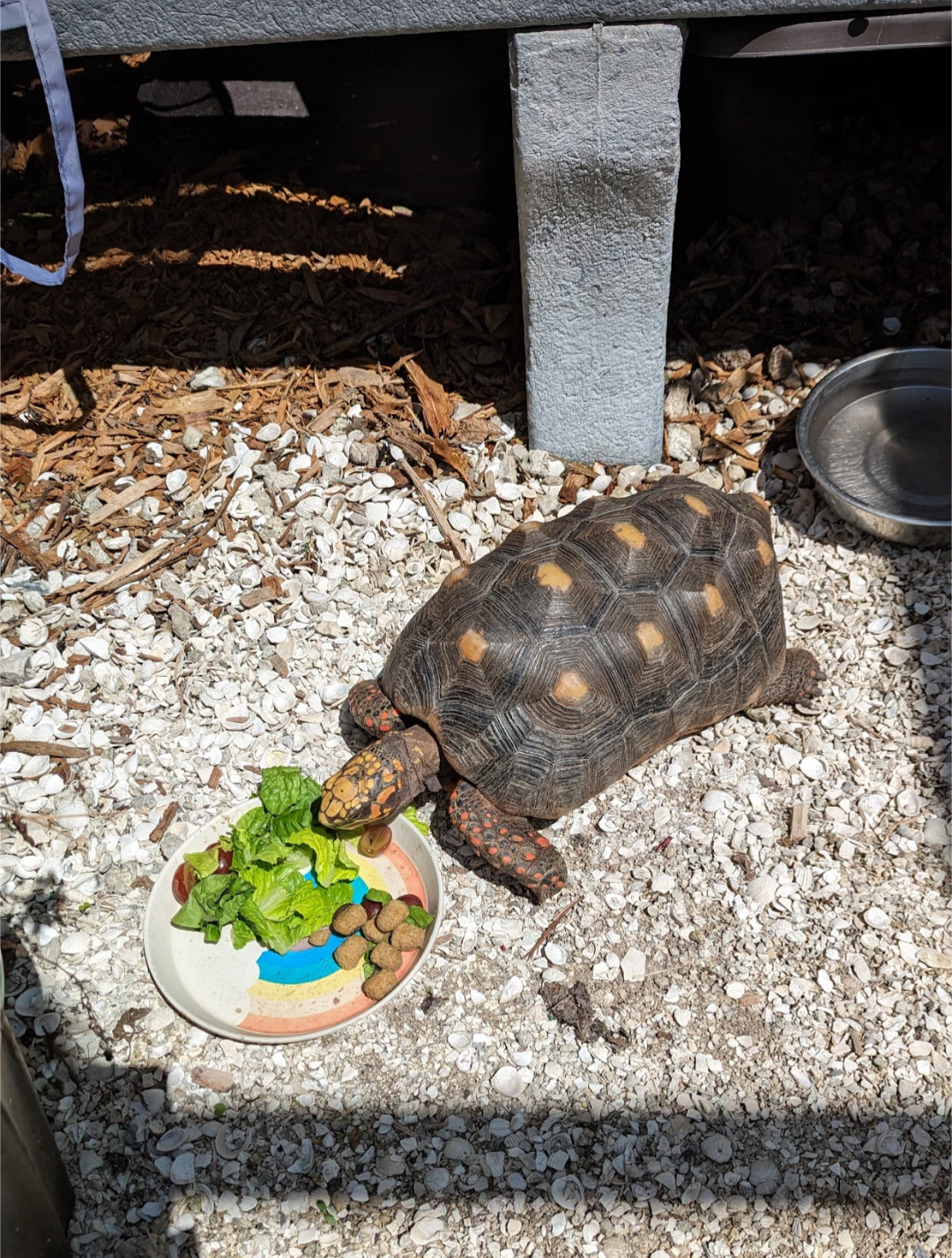 Red-footed tortoise eats leafy greens