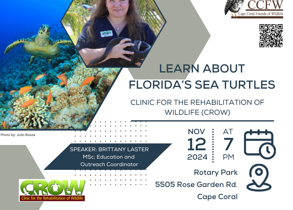 Learn about Florida’s Sea Turtles at the Cape Coral Friends of Wildlife Meeting