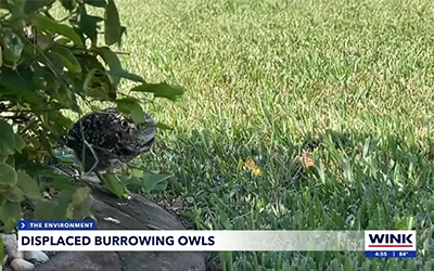 How to Help Burrowing Owls Displaced After Hurricanes