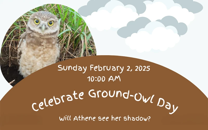 Thumbnail graphic for Ground Owl Day