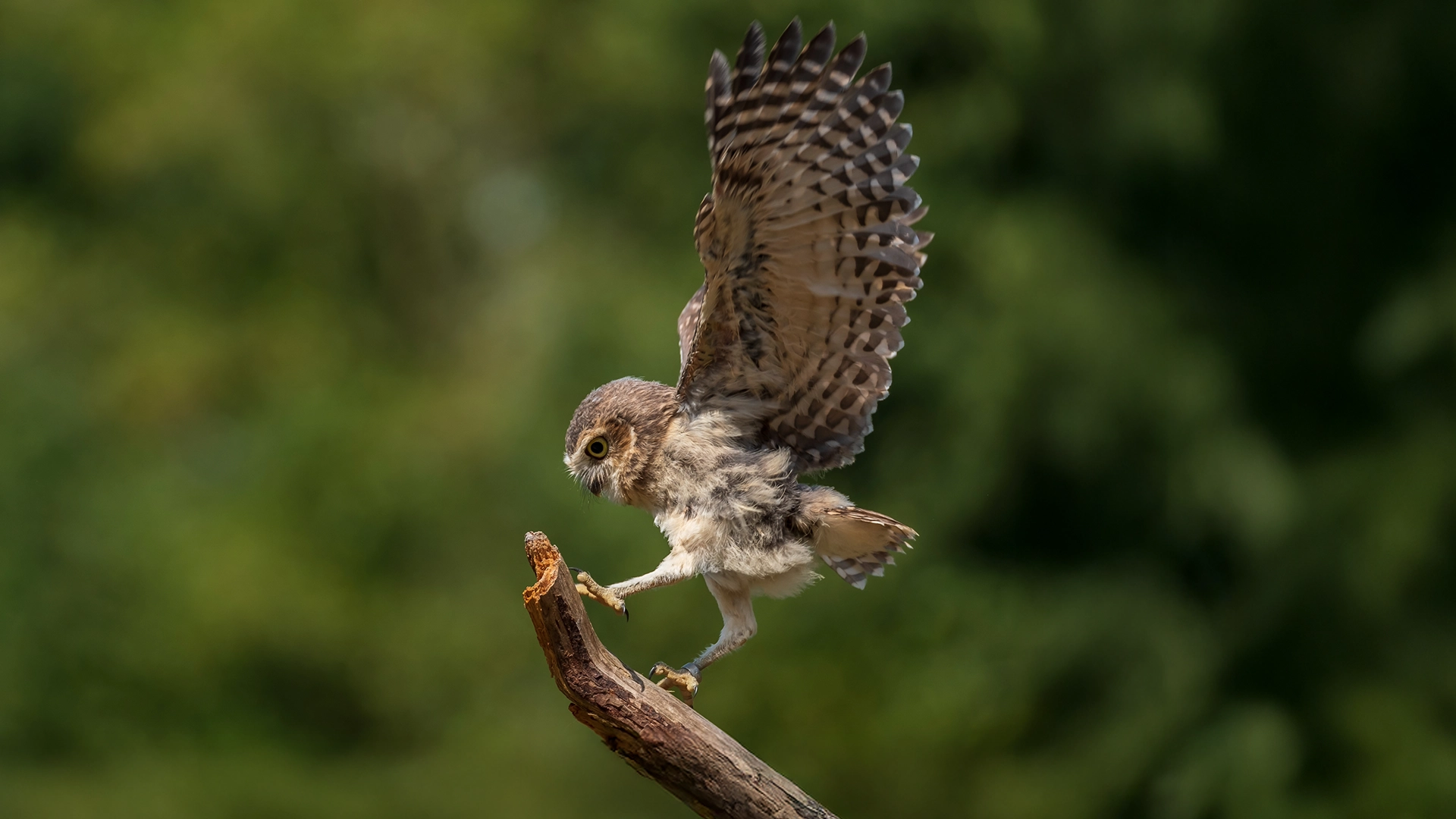 Burrowing Owl Lands On Branch