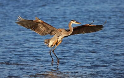 Cape Coral to Seize Fourteen Acres of Yellow Fever Creek Preserve for Massive Utilities Project