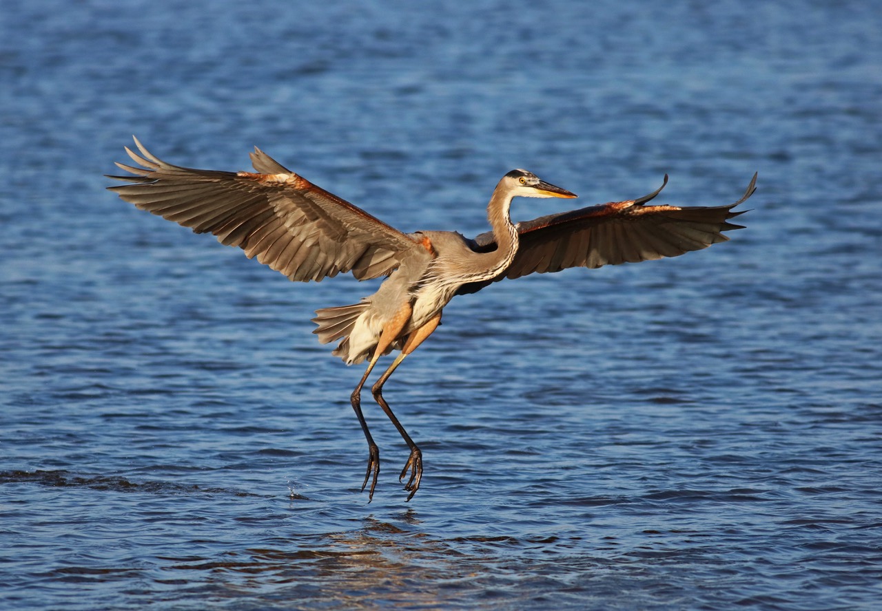 Great Blue Heron (Michiale Schneider) (3)