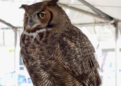 CCFW_2025_Burrowing_Owl_Festival_Photo_14