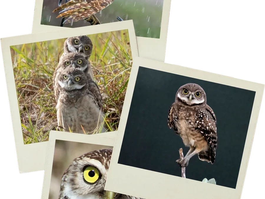 2025 Burrowing Owl Photo Contest
