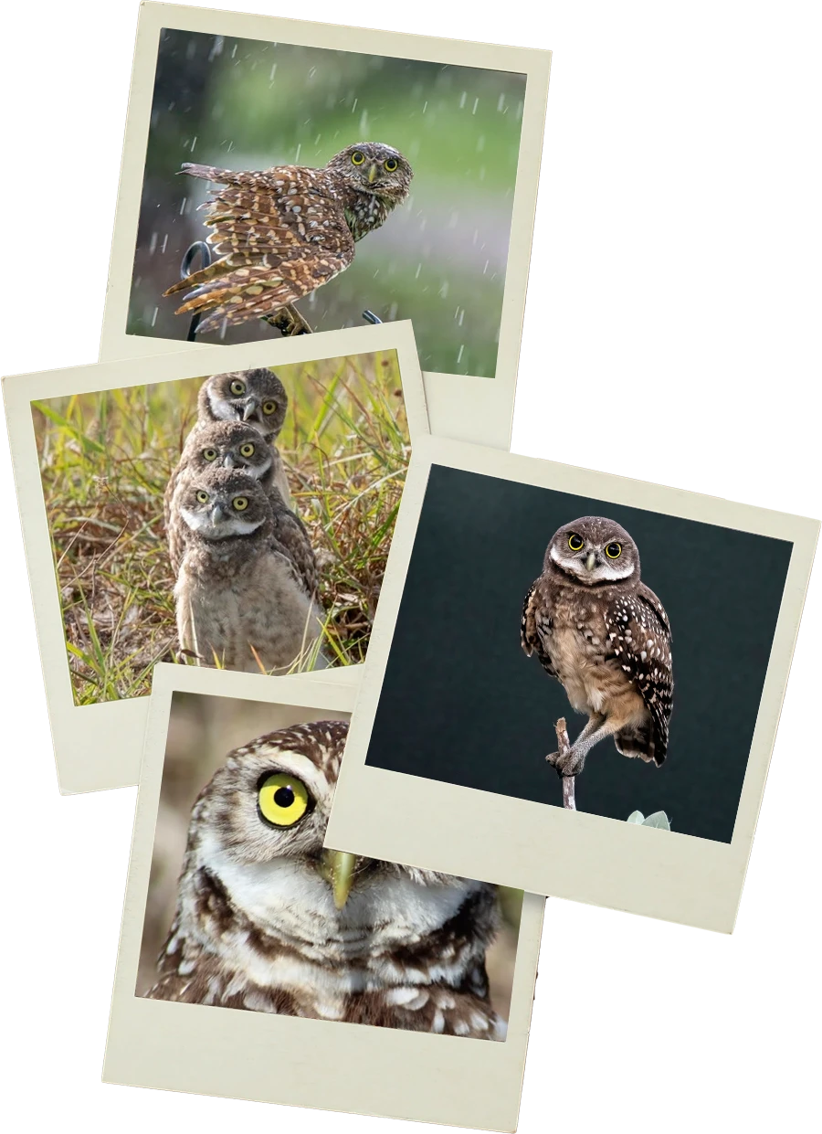 Collage of of the 2024 Burrowing Owl Contest Winners
