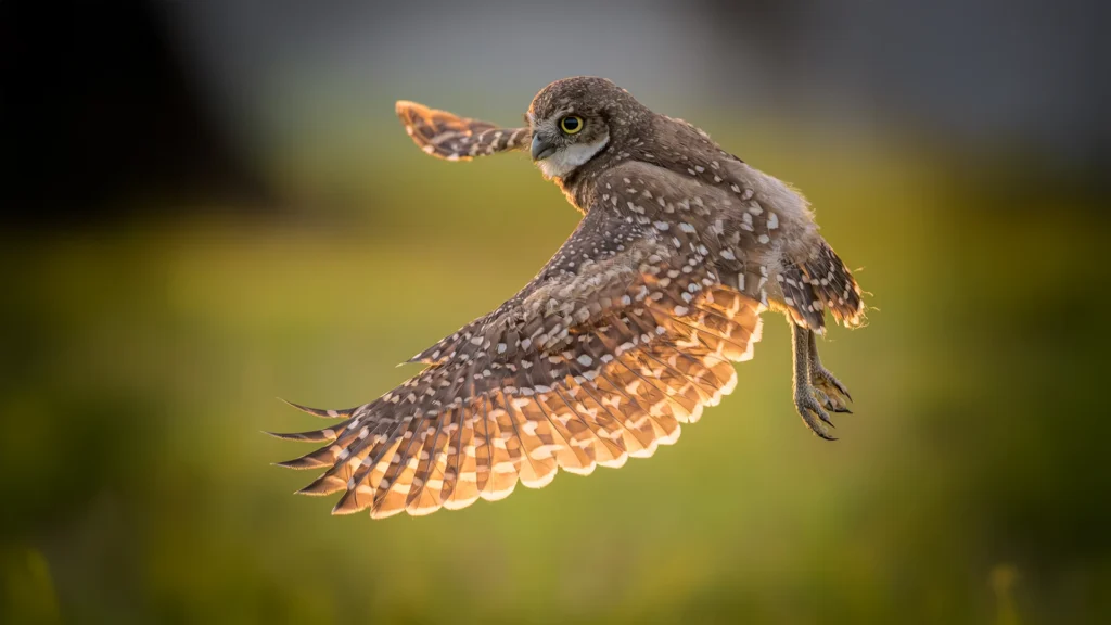 2025 Burrowing Owl Photo Contest 2nd Place Hero