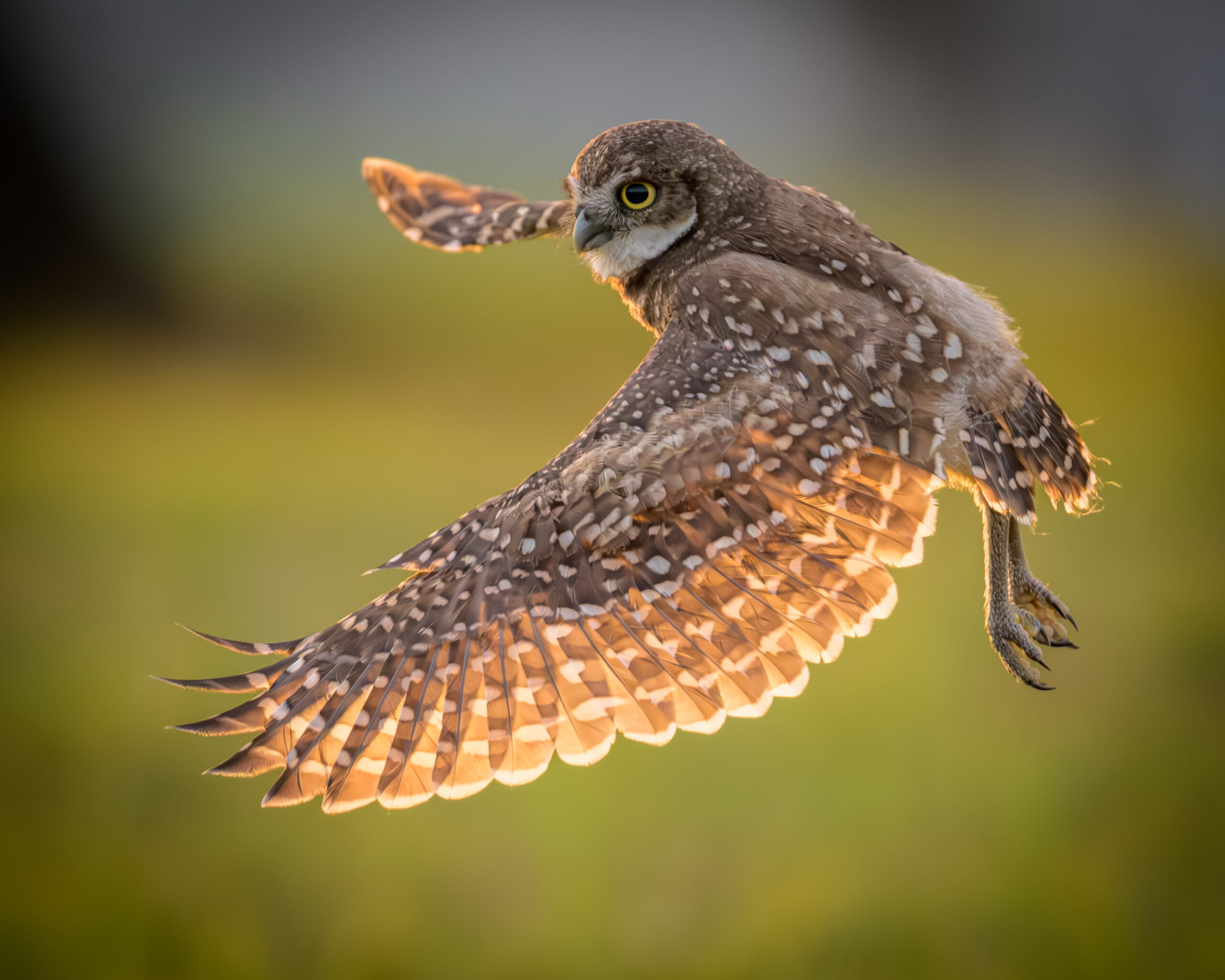Damon Bell Damon Bells photo wins second place at the 2025 burrowing owl photo contest