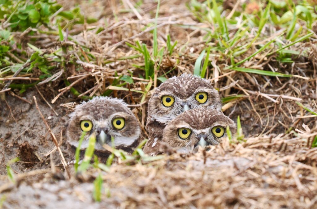 Robert K. Brinley Robert Brinleys photo wins third place at the 2025 burrowing owl photo contest