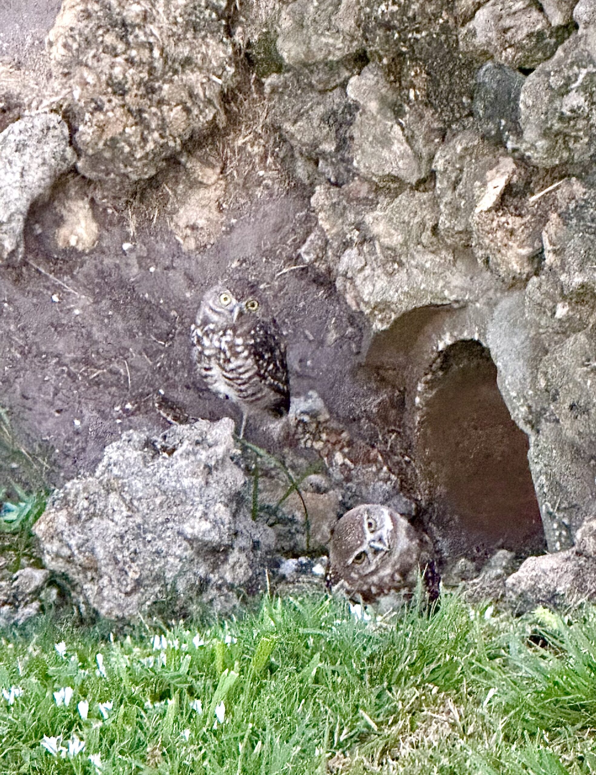 Bubley, Harper (YOUTH) (2) Photo by Harper Bubley, honorable mention for the 2025 Burrowing Owl Photo Contest