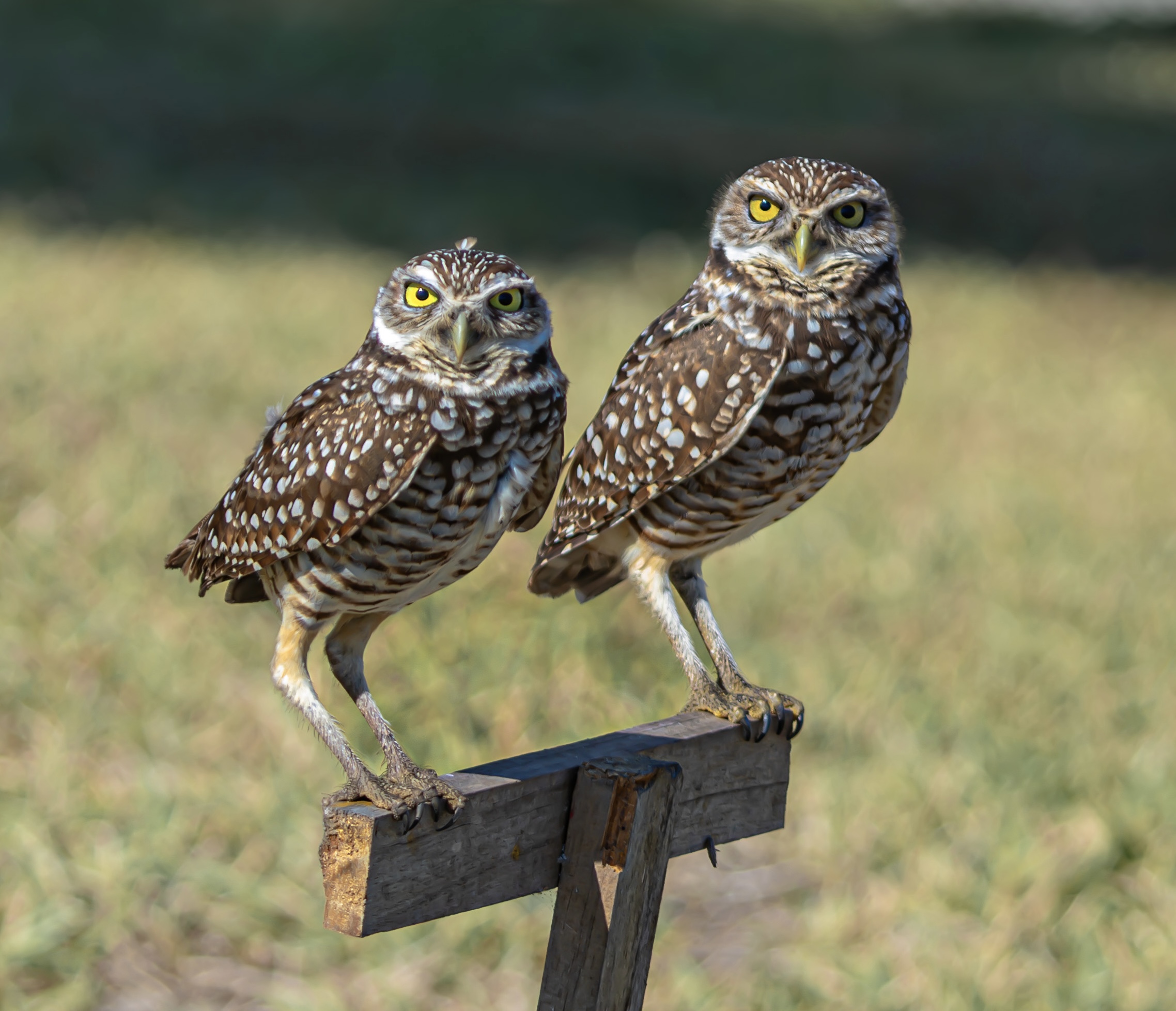 Pilon, Josh (Youth) Josh Pilon wins third place for the Youth Category of the 2025 Burrowing Owl Photo Contest