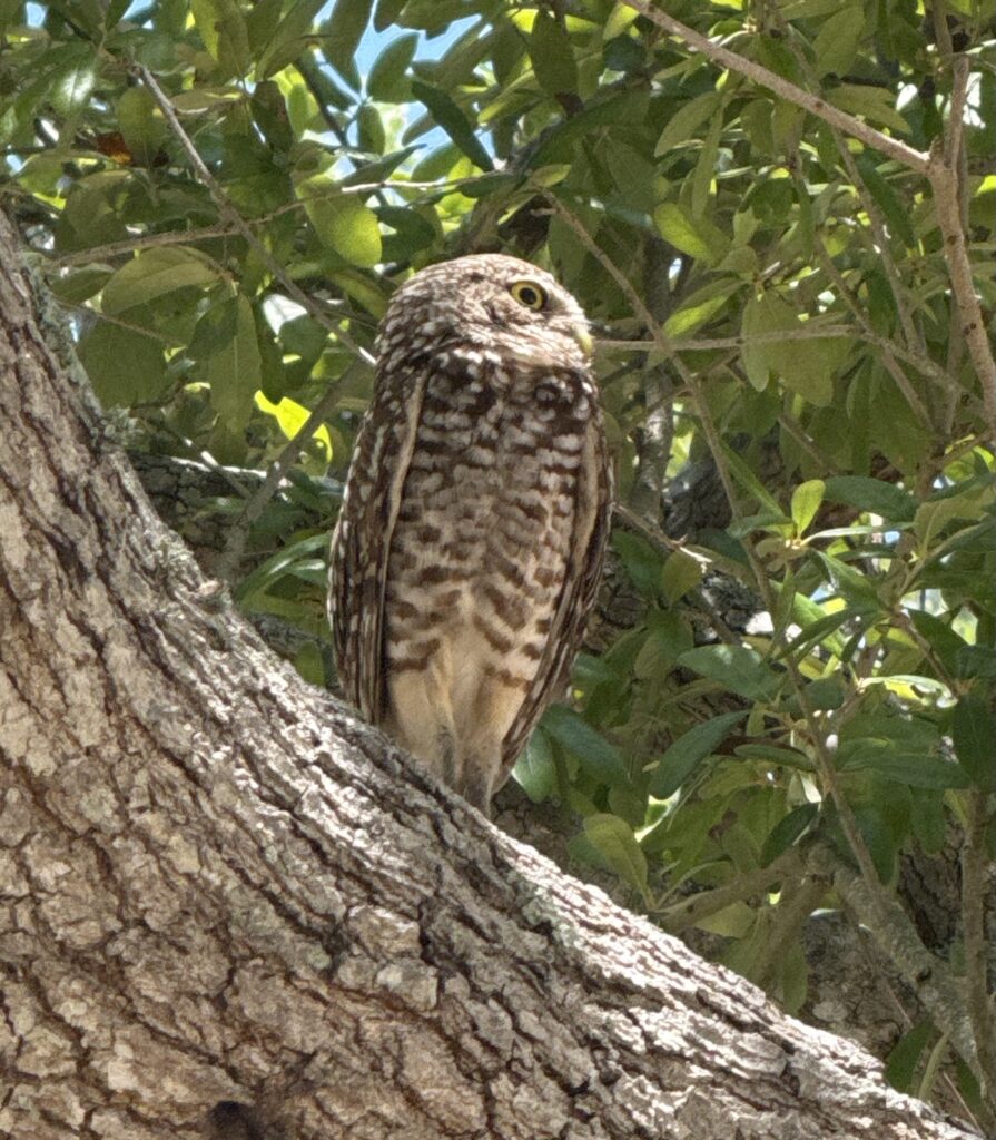 Dalziel, Camden Photo by Camden Dalziel, honorable mention for the 2025 Burrowing Owl Photo Contest
