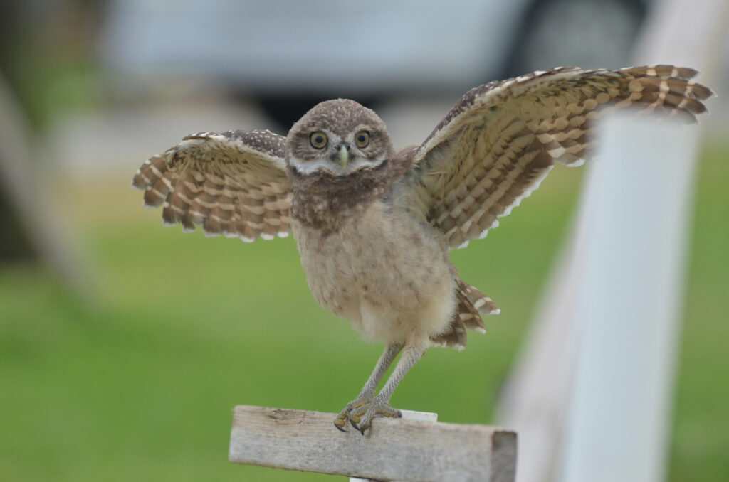 Davis, Debbie (2) Photo by Davis Debbie, honorable mention for the 2025 Burrowing Owl Photo Contest