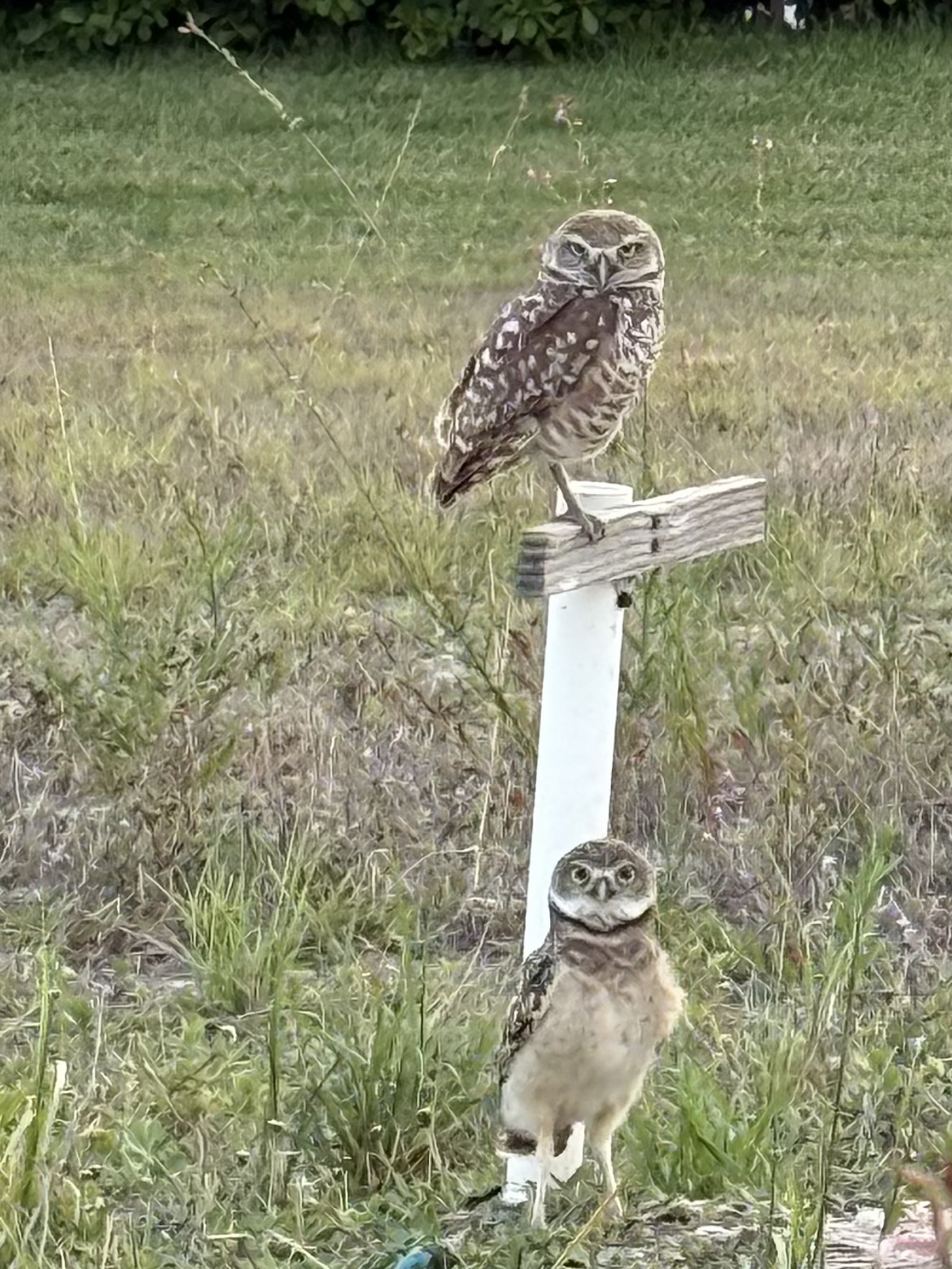 Ellis, Laila (YOUTH) (2) Photo by Laila Ellis, honorable mention for the 2025 Burrowing Owl Photo Contest