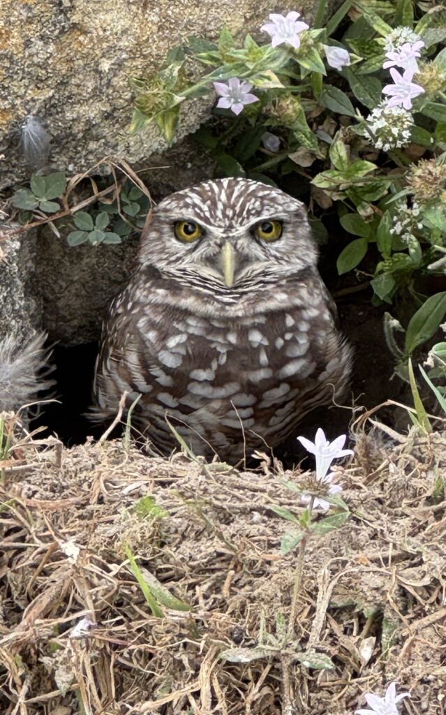 Felice, Cindy (2) Photo by Cindy Felice, honorable mention for the 2025 Burrowing Owl Photo Contest