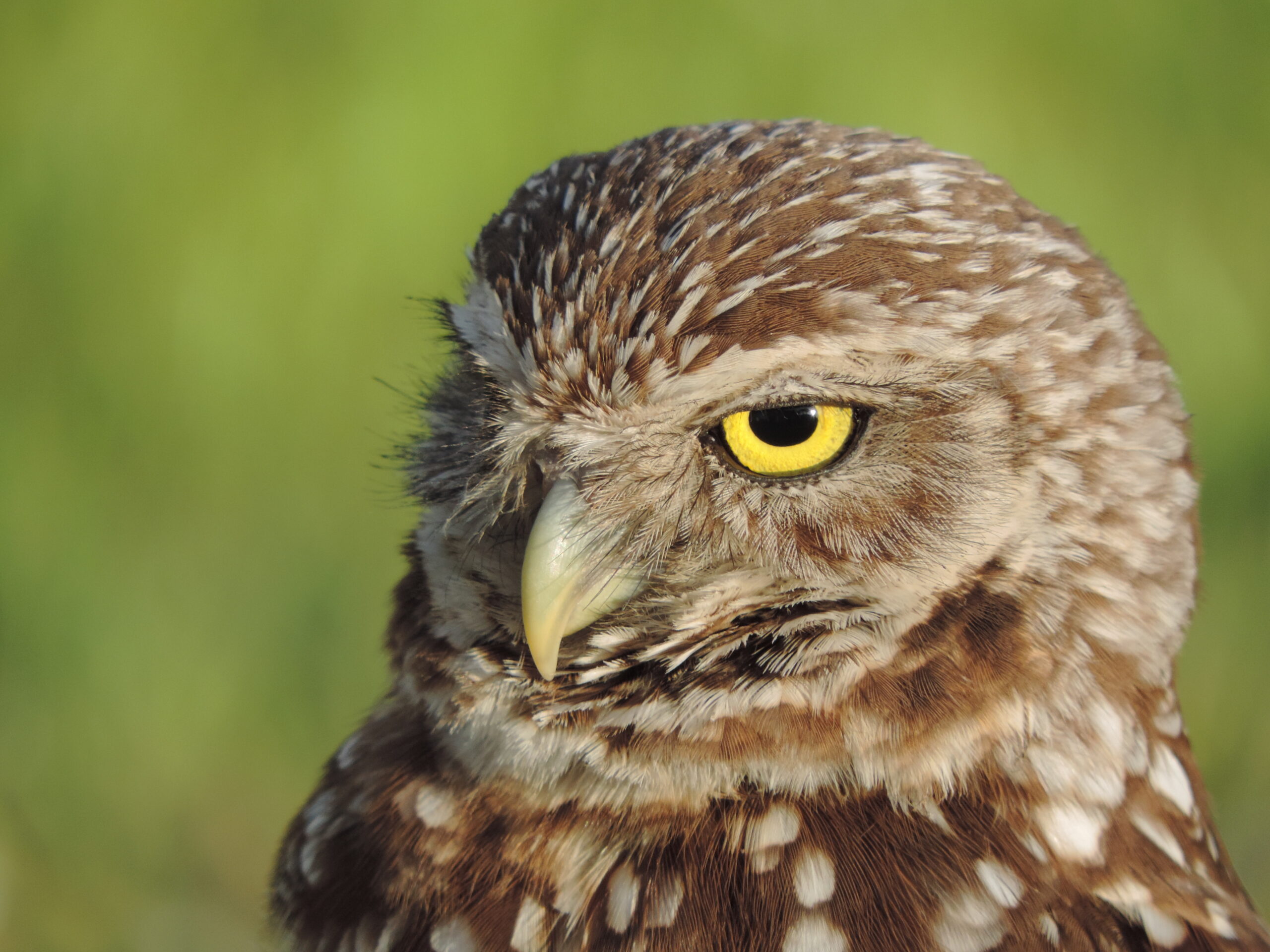 Garcia, Olivia (Youth) Photo by Olivia Garcia, honorable mention for the 2025 Burrowing Owl Photo Contest