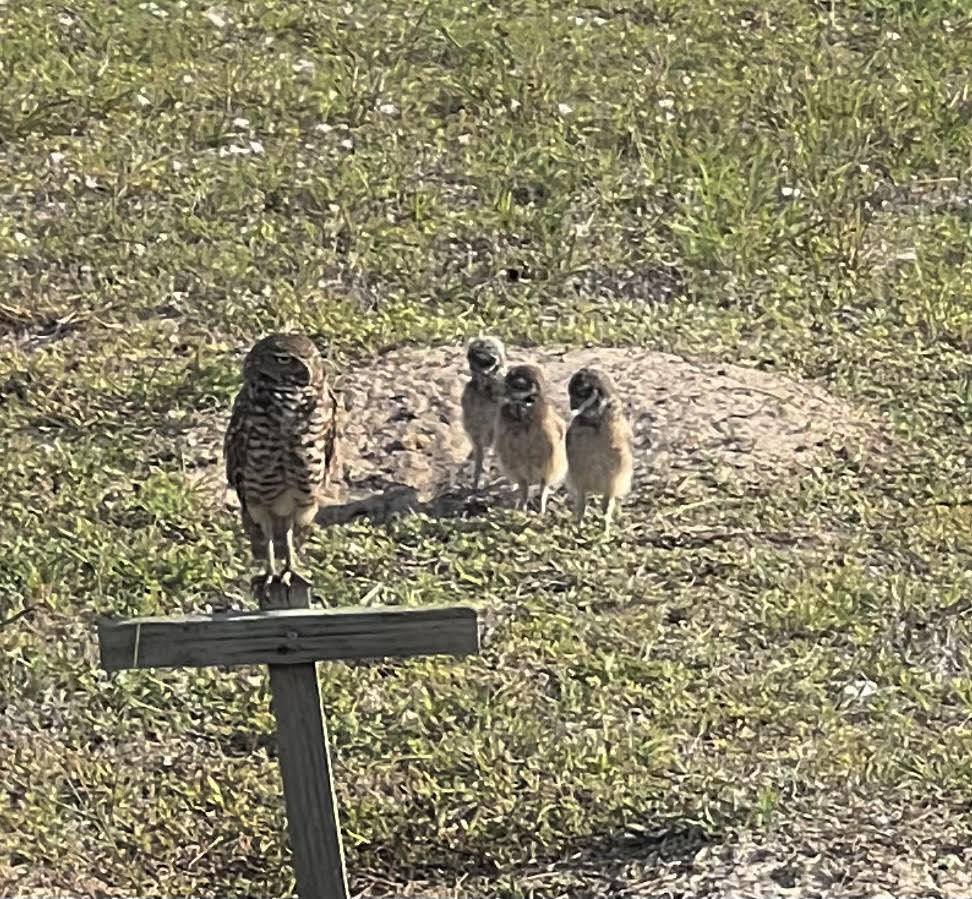 Krupa, Alexandria (YOUTH) (2) Photo by Alexandria Krupa, honorable mention for the 2025 Burrowing Owl Photo Contest