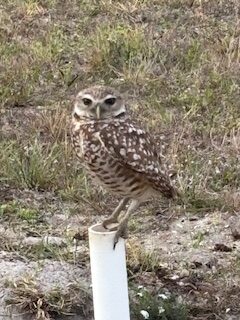 Krzos, Shawn (2) Photo by Shawn Krzos, honorable mention for the 2025 Burrowing Owl Photo Contest