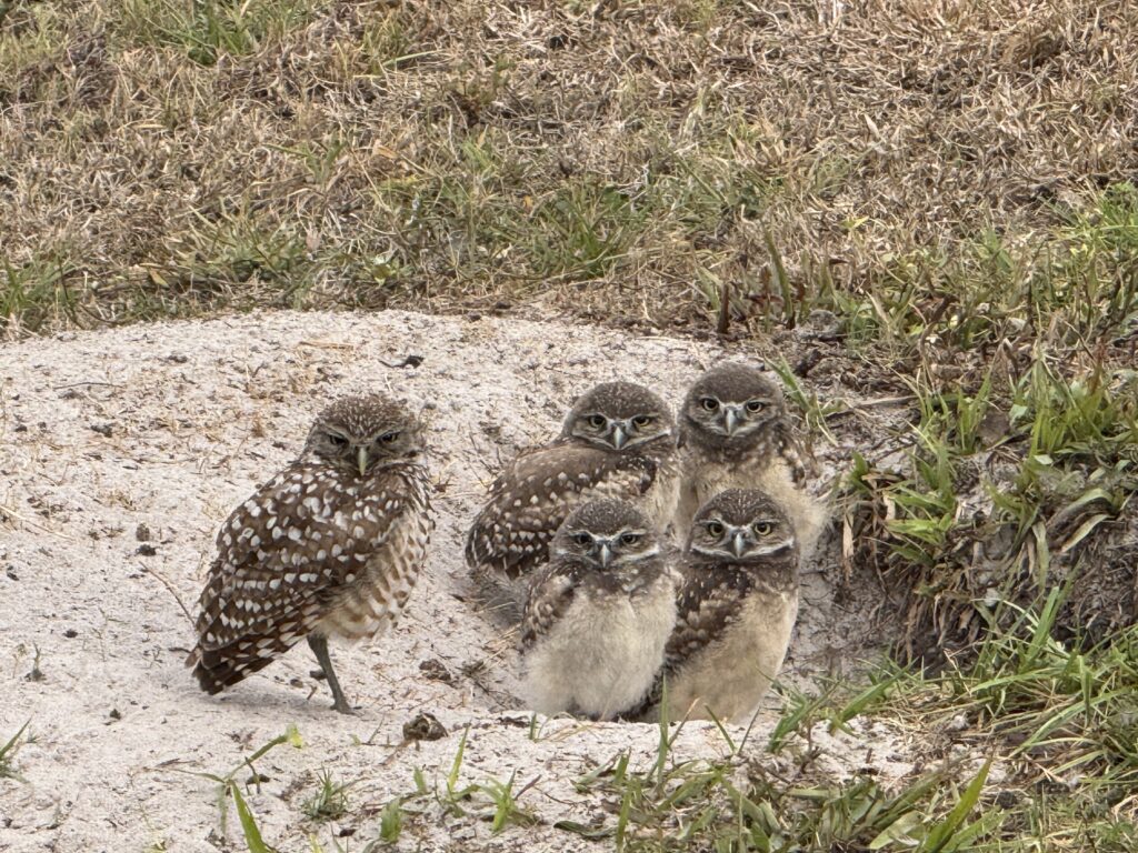 August Lambert (Youth) August Lambert wins second place for the Youth Category of the 2025 Burrowing Owl Photo Contest