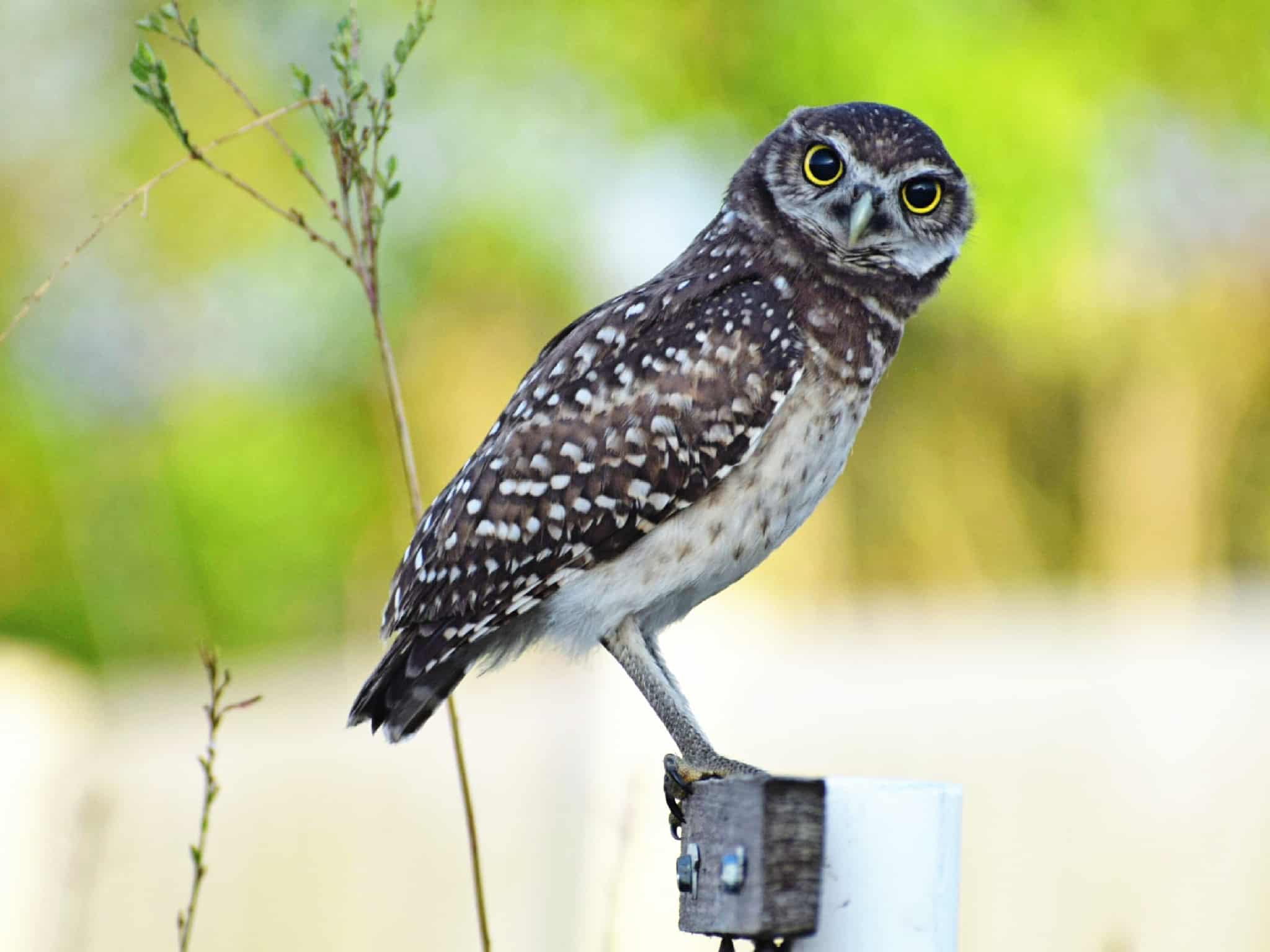 Adalynn Miller Adalynn Miller wins first place for the Youth Category of the 2025 Burrowing Owl Photo Contest