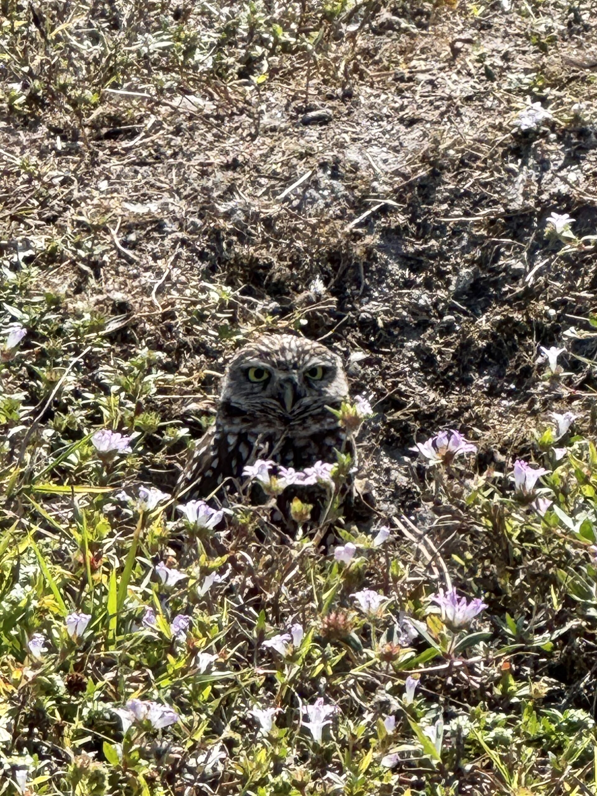 Moran, Stella (youth) Photo by Stella Moran, honorable mention for the 2025 Burrowing Owl Photo Contest