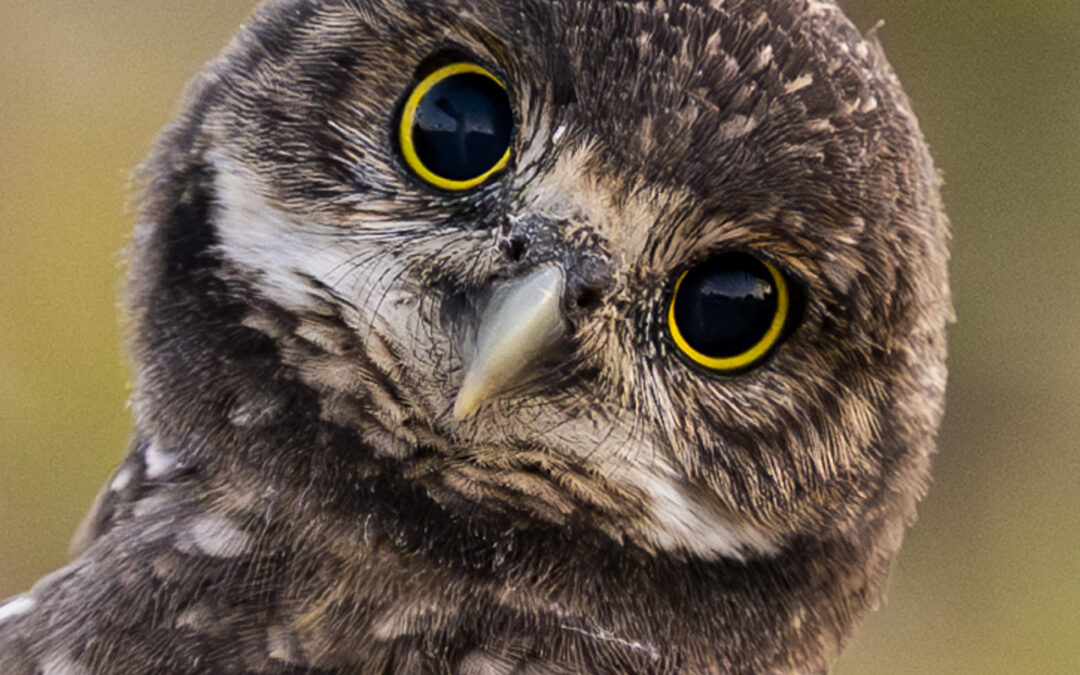 2025 Burrowing Owl Photo Contest Results