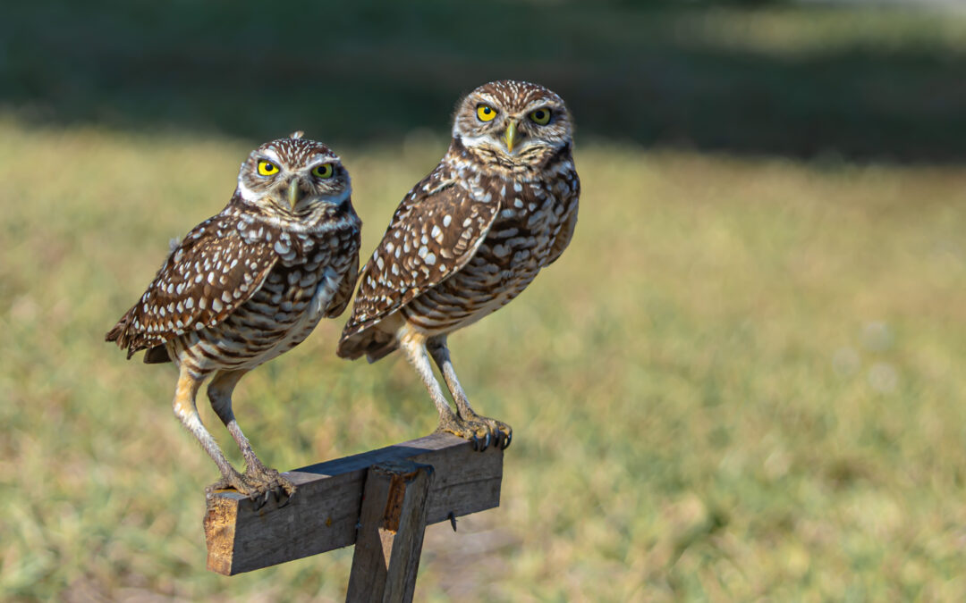 Collaborative Conservation Yields Positive Outcomes for Burrowing Owls in Cape Coral
