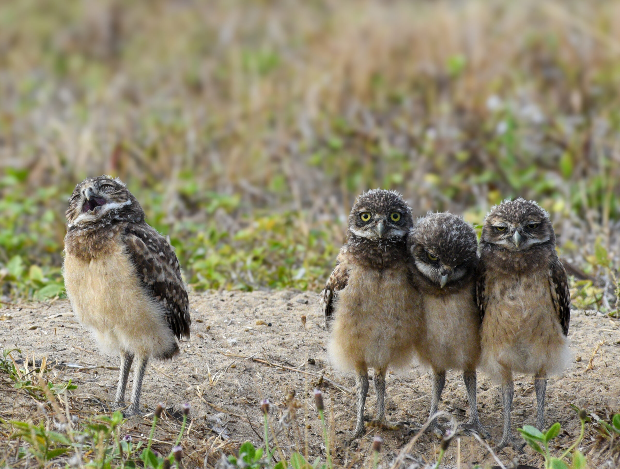 Sam Troyer photo Photo by Sam Troyer , honorable mention for the 2025 Burrowing Owl Photo Contest