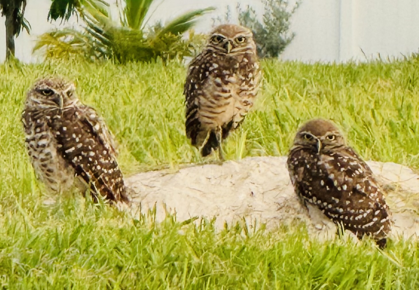 Steeb-Howard, Ryleigh - YOUTH (2) Photo by Ryleigh Steeb-Howard, honorable mention for the 2025 Burrowing Owl Photo Contest