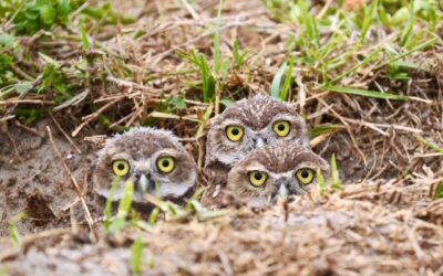 Population boom for Burrowing owls in Cape Coral: Annual census shows big gains for bird